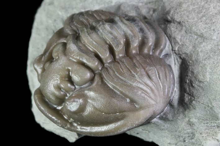 Wide, Enrolled Flexicalymene Trilobite In Shale - Ohio #84598